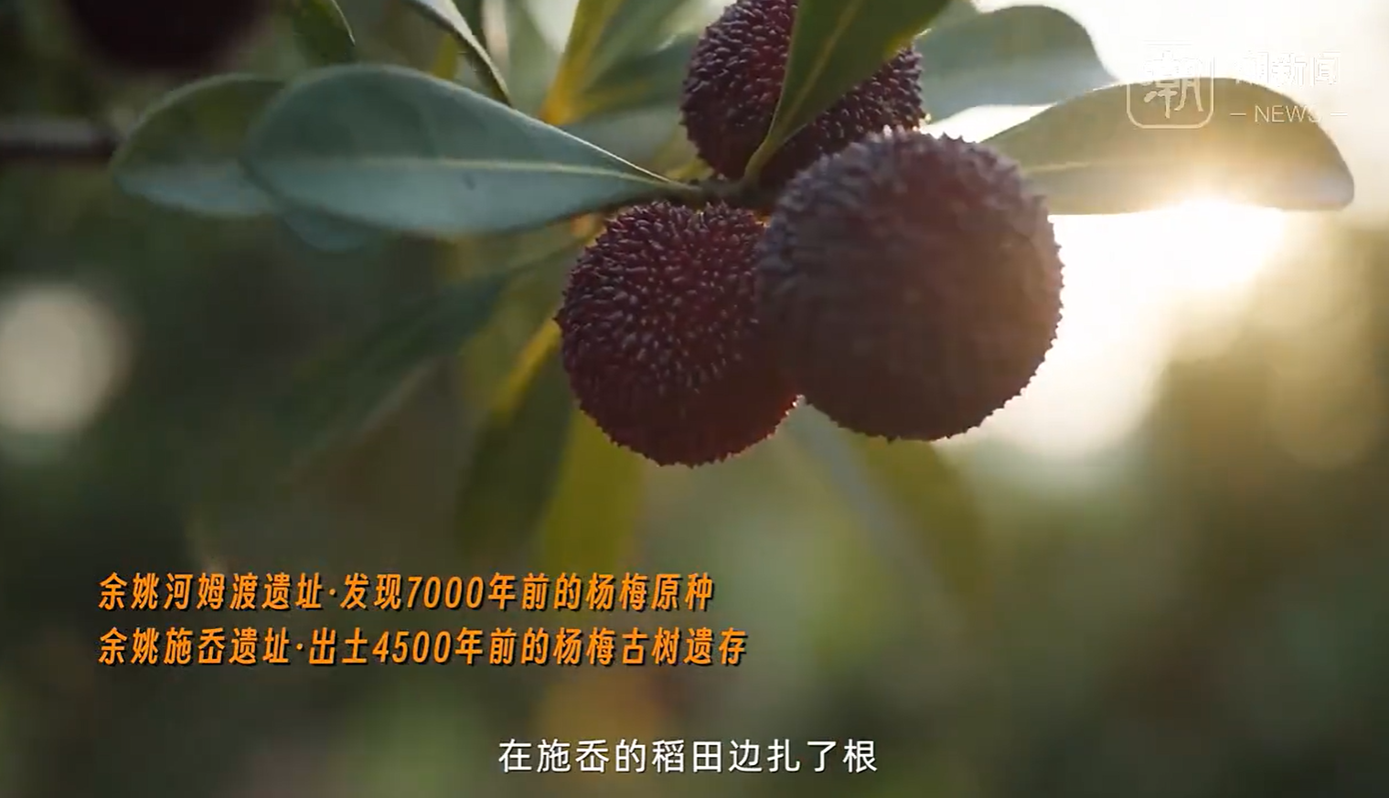 余姚杨梅成了价值18亿的金招牌？